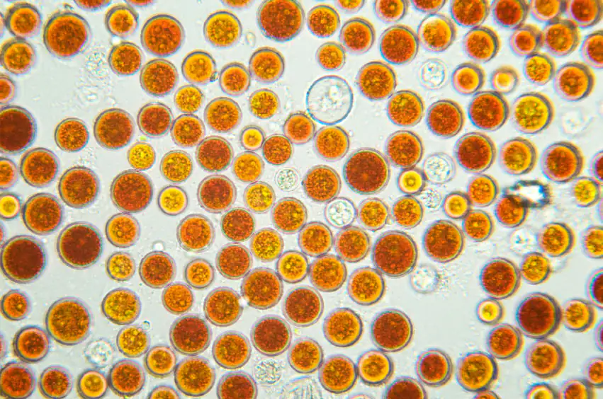 Blutregenalge (Haematococcus pluvialis) Mikroskopische Aufnahme von roten und gelben Algenkugeln, unterschiedlich in Größe und Farbnuancen.