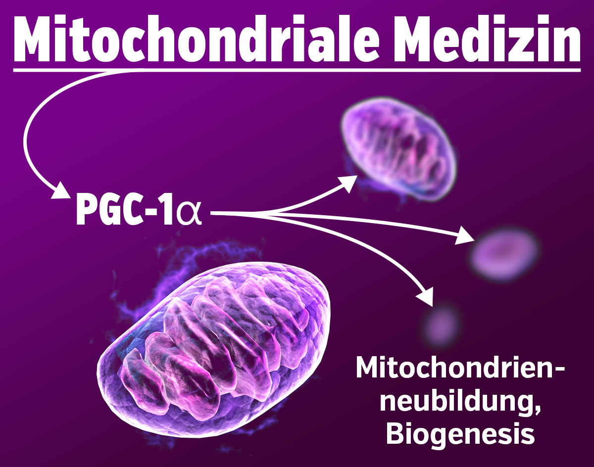 Mitochondriale Medizin - PGC-1 alpha, Mitochondrien-Neubildung - Biogenese