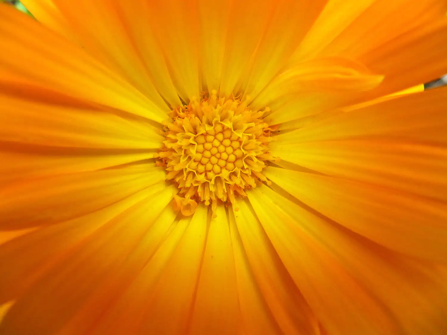 Tagetes patula Naheaufnahme einer leuchtend orangefarbenen Ringelblume mit offenen Blütenblättern.