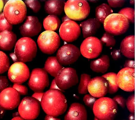 CamuCamu Beeren Rote Cranberries in unterschiedlichen Schattierungen, lose in einer Schale, frisch und glänzend.