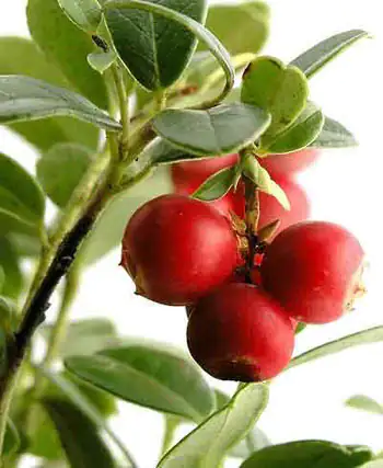 CamuCamu Zweig Cranberry-Pflanze mit roten Beeren, grüne Blätter, frische und natürliche Ansichten.