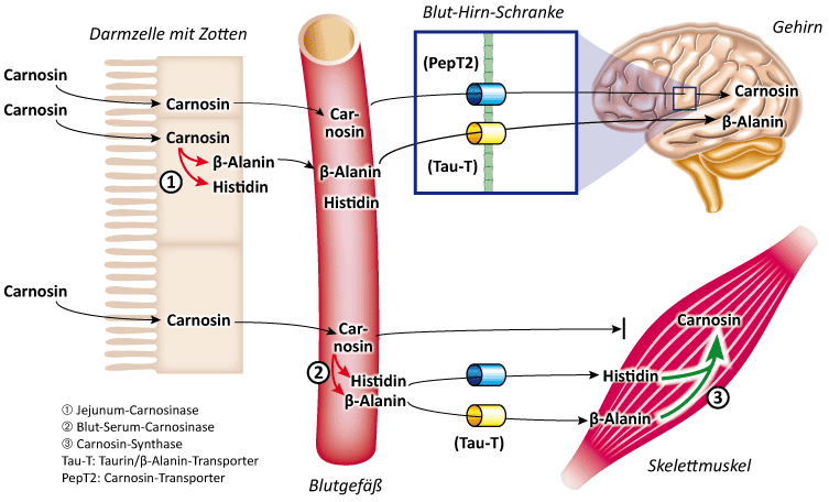Bioverfügbarkeit und Stoffwechsel von L-Carnosin