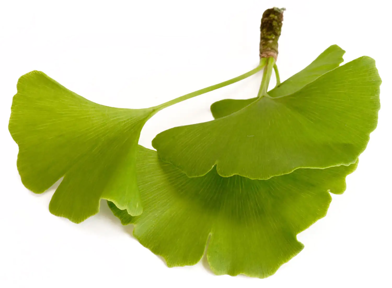 Ginkgo biloba Blatt Frische Ginkgo Biloba Blätter, grün, in verschiedenen Größen, auf weißem Hintergrund.