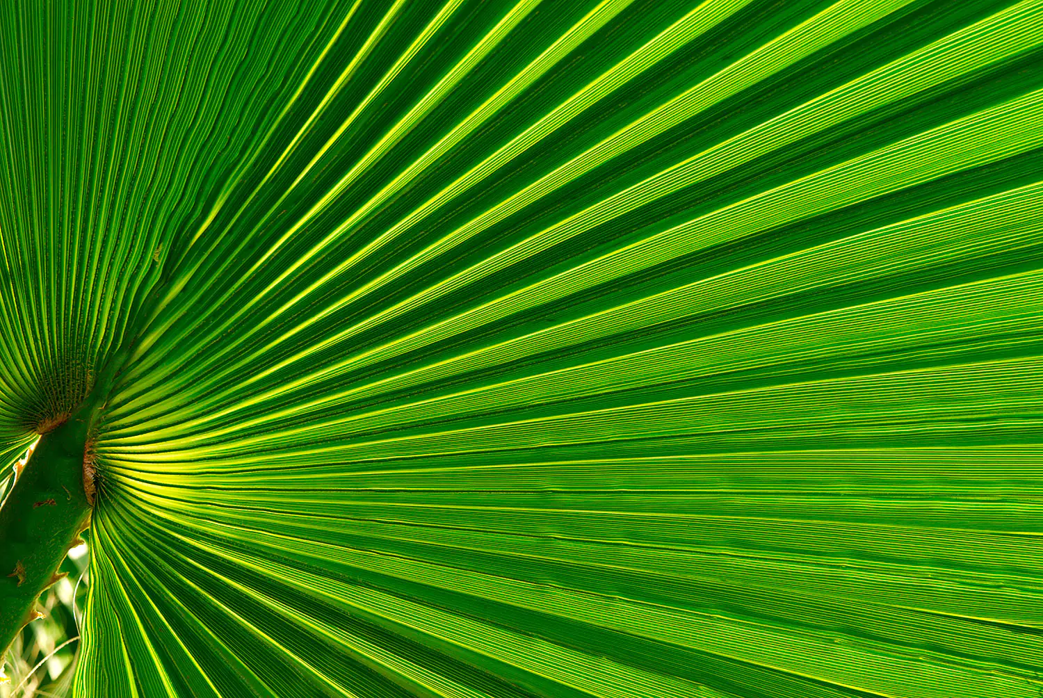 Serenoa repens Palmenblatt Detailaufnahme eines grünen Palmblattes, mit ausgeprägten Linien und radialer Anordnung, in hellen und dunkleren Grüntönen.