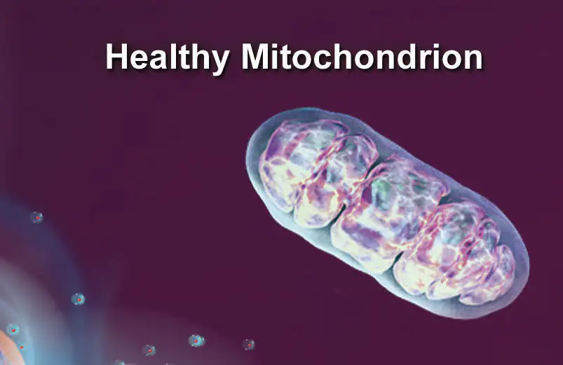 Healthy mitochondrion