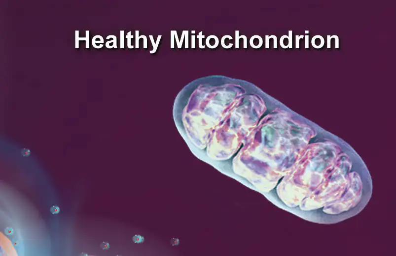 Gesundes Mitochondrium Darstellung eines gesunden Mitochondriums, biochemische Struktur, farbenfroh auf dunklem Hintergrund.