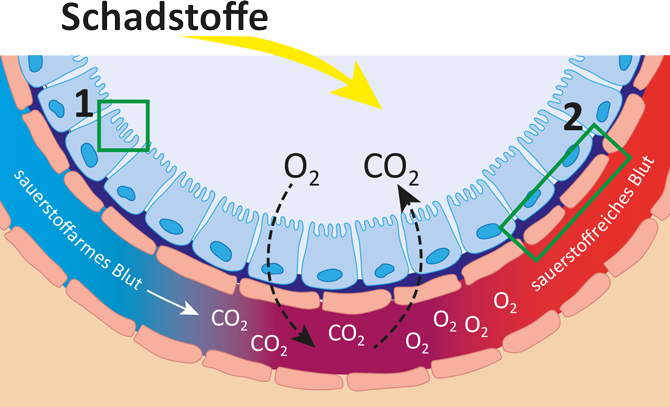 Gaswechsel in Zellmembranen – Illustration Diagramm zum Gaswechsel in Zellmembranen, zeigt Sauerstoff und Kohlendioxid, rot und blau eingefärbte Bereiche.