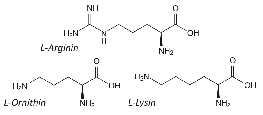 Arginin, Ornithin und Lysin Strukturformeln Strukturformeln von L-Arginin, L-Ornithin und L-Lysin in schwarz-weißer Darstellung.