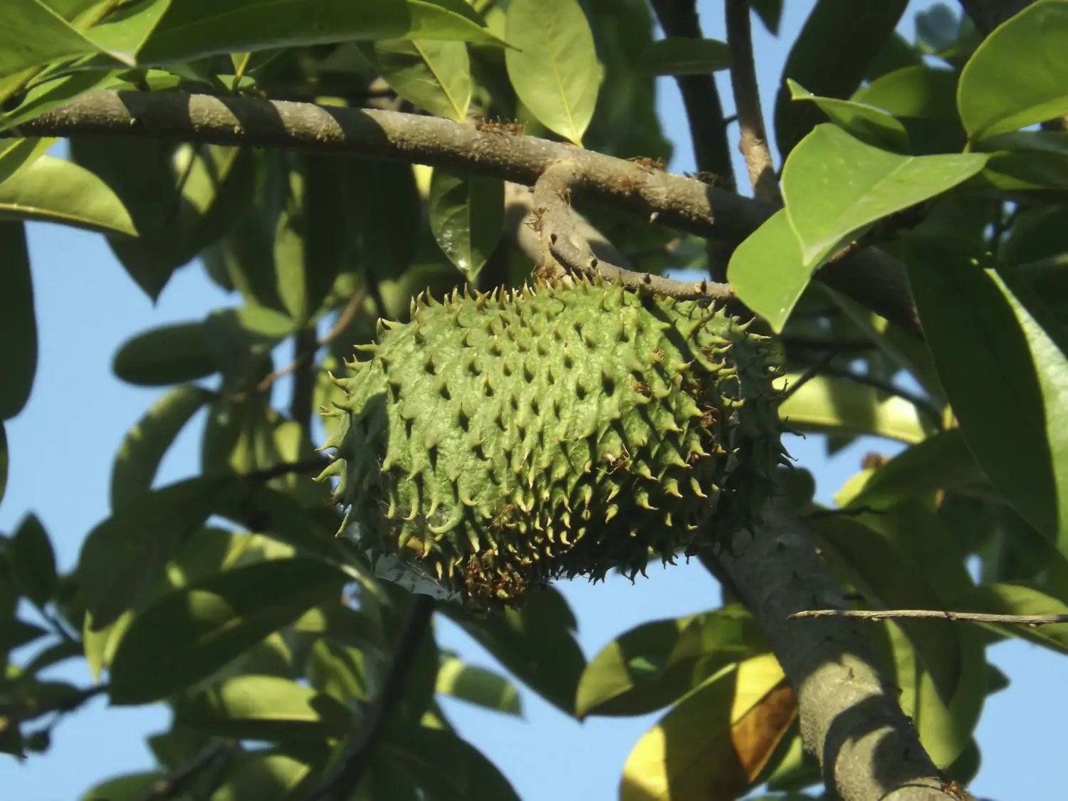 Graviolafrucht Grüne, stachelige Soursop Frucht hängt an einem Baum, umgeben von grünen Blättern.