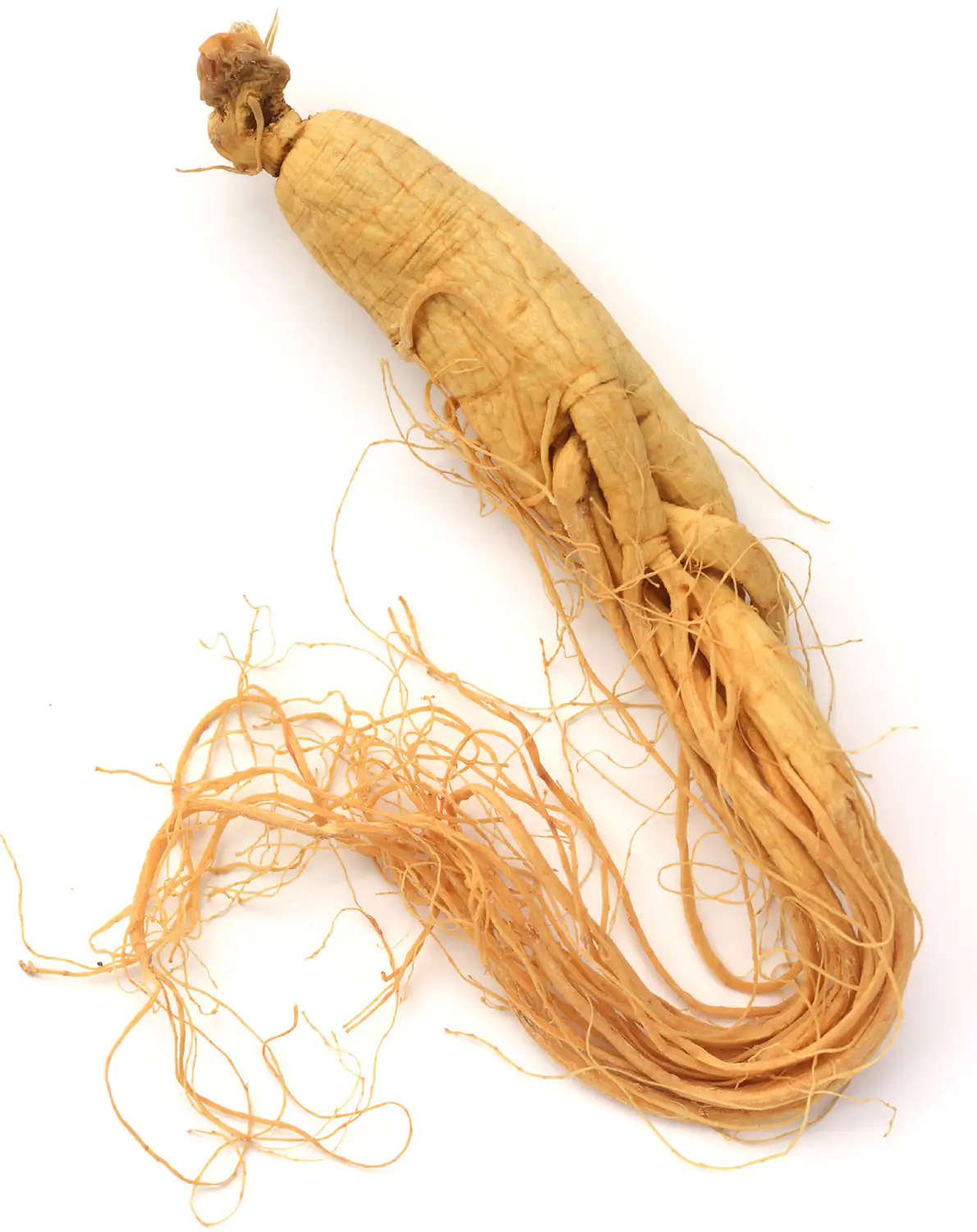Ginseng-Wurzel Ginseng-Wurzel