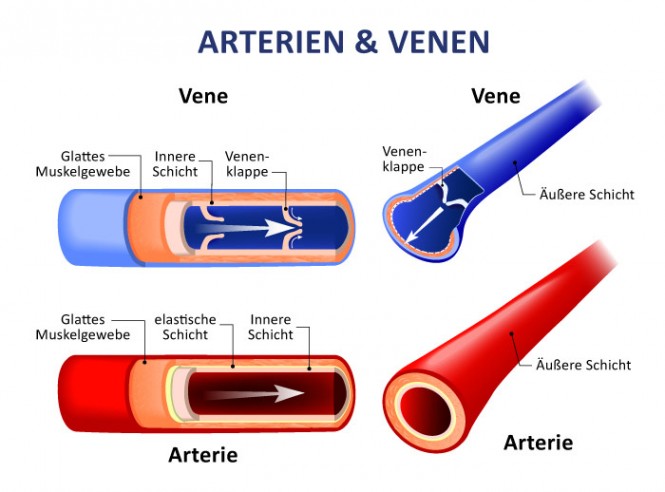 Arterien & Venen – Anatomie Diagramm Diagramm zeigt Arterien und Venen mit Schichten und Klappen, farblich kodiert.