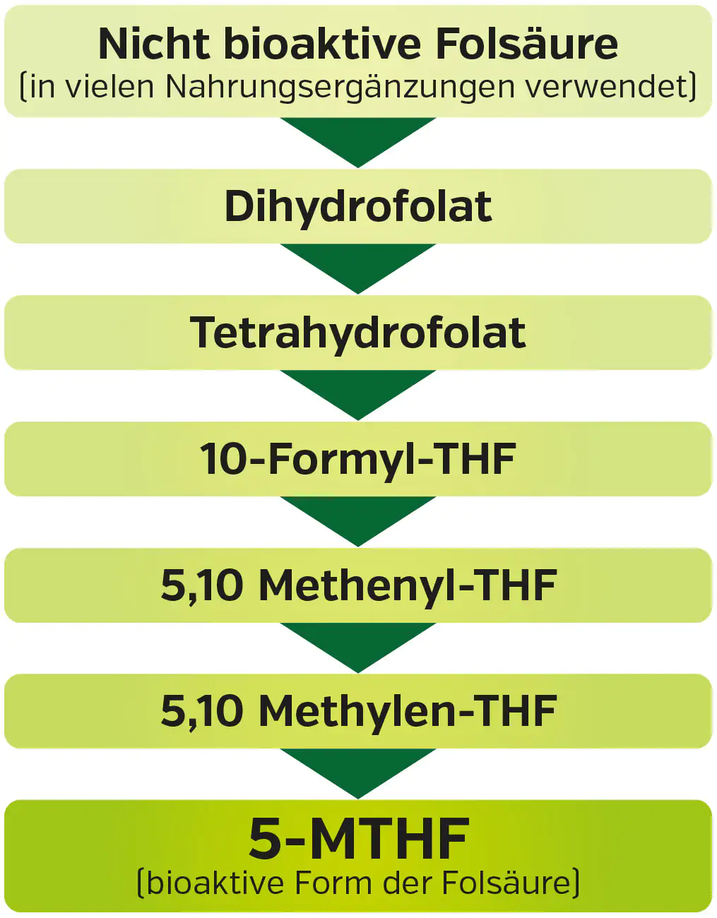 5-MTHF – Bioaktive Folsäure Grafik zeigt die Umwandlung von nicht bioaktiver Folsäure in 5-MTHF, diagrammatische Darstellung, grüne Farben.