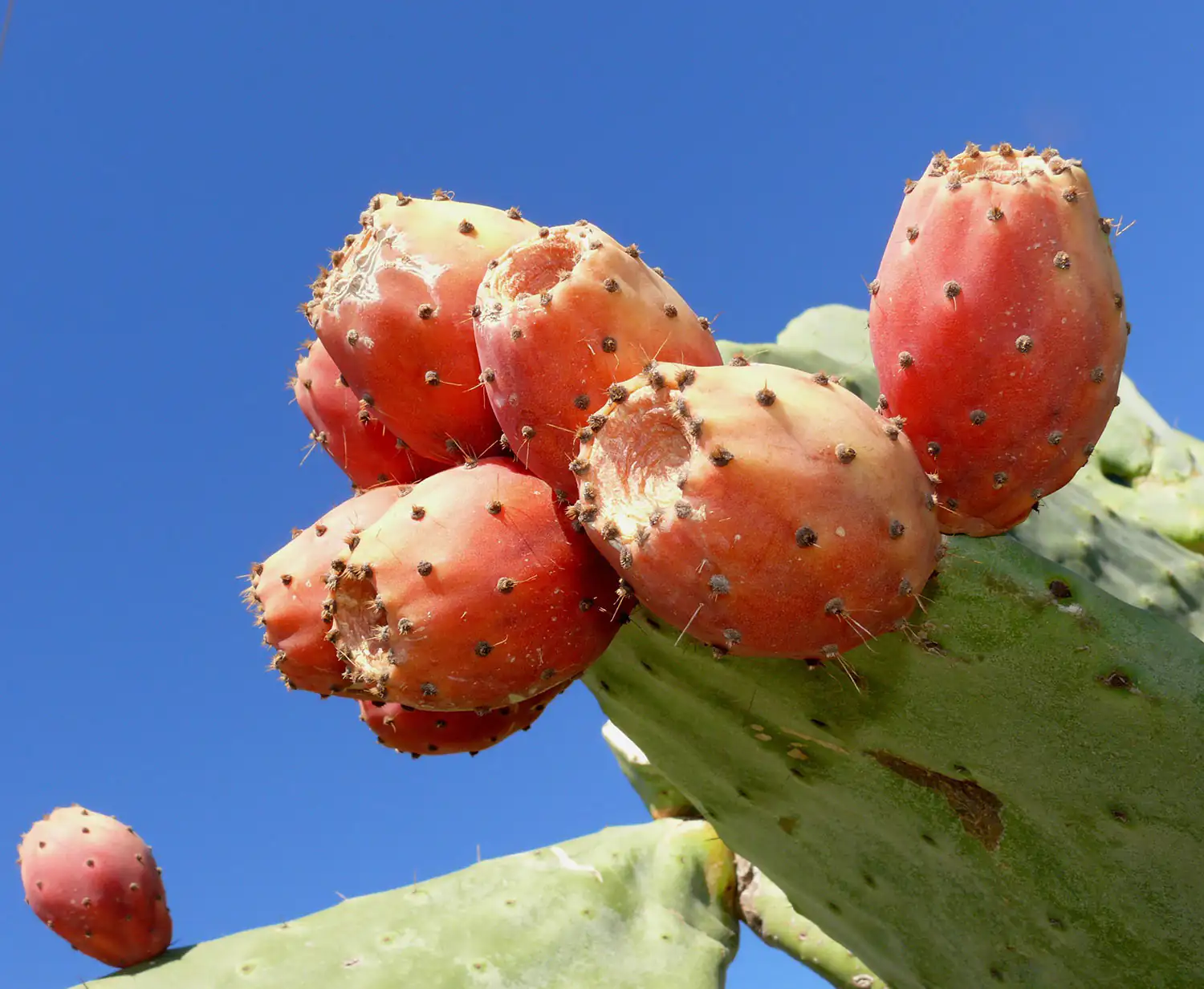 Kaktusfeigen – Frische Frucht Reife Kaktusfeigen, rot-orange, an einem Kaktus mit grünem Körper unter blauem Himmel.