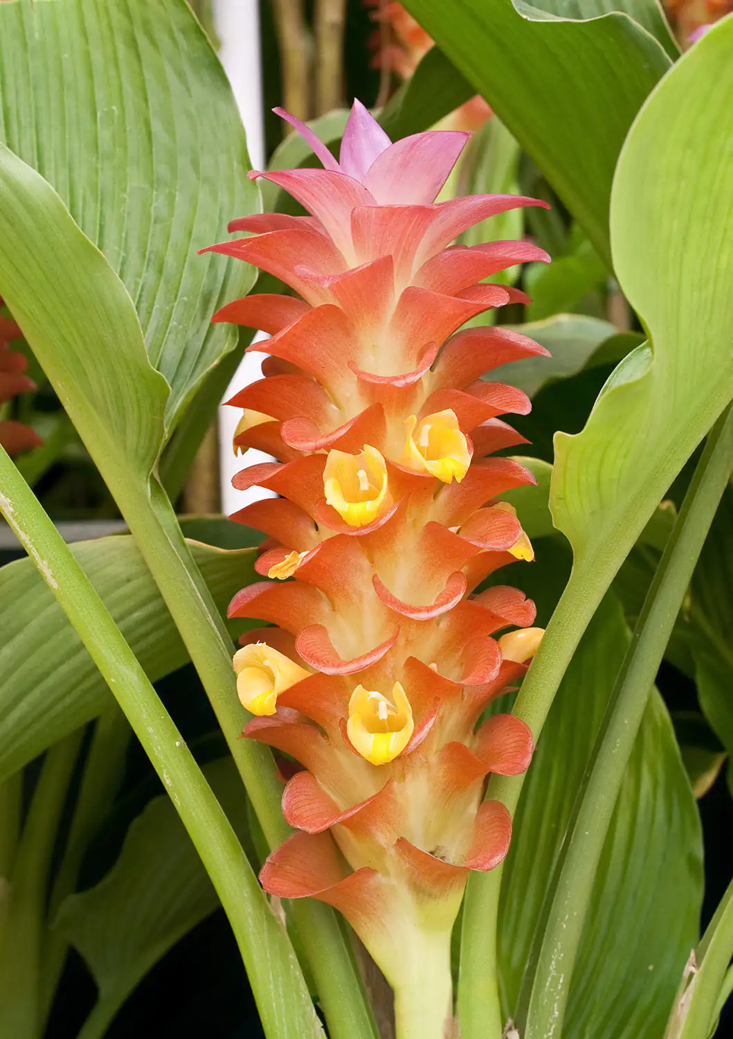 Curcuma longa Pflanze Nahaufnahme einer Orchidee mit rot-gelben Blüten, von grünen Blättern umgeben, im Garten.