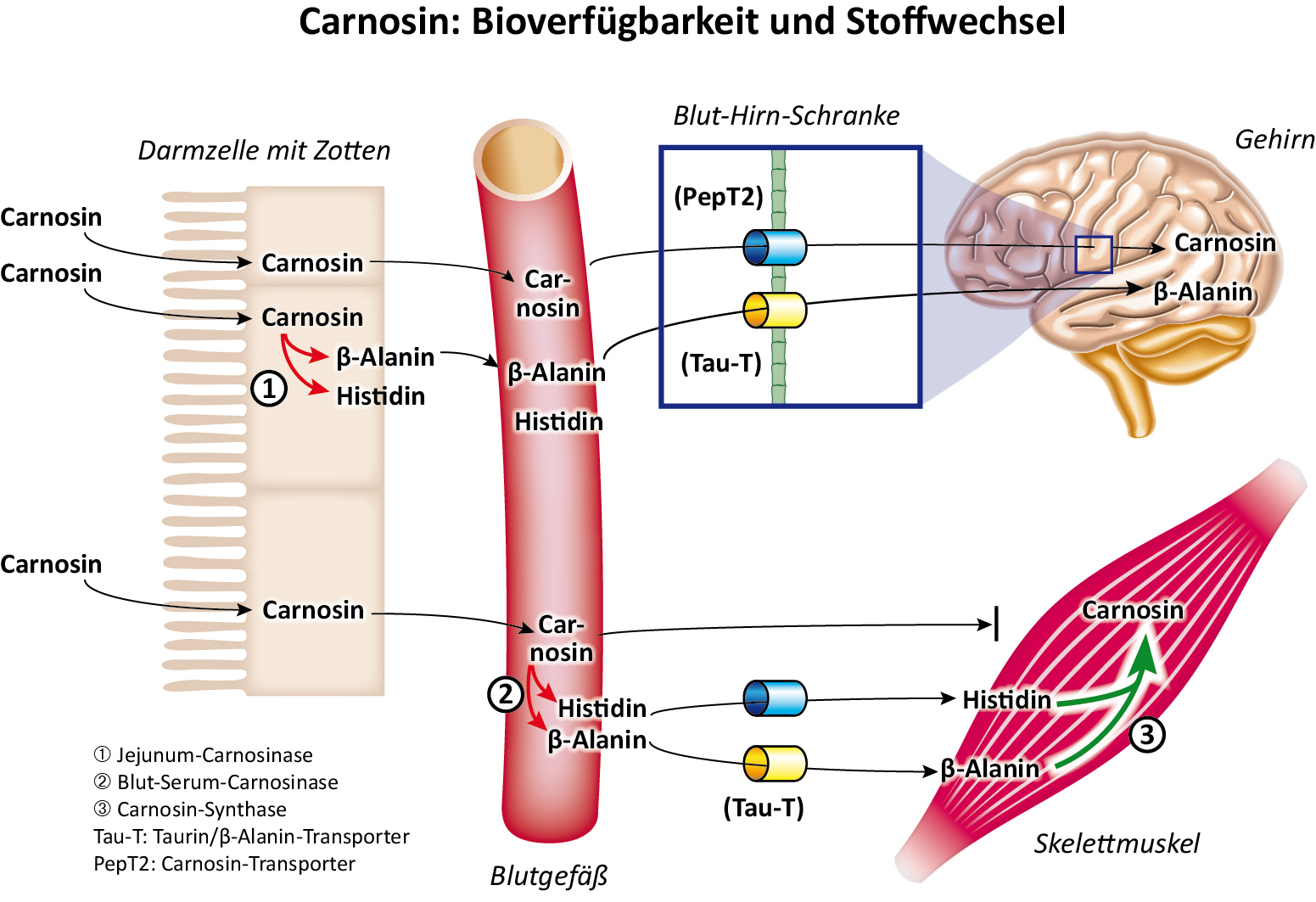 Carnosin - Bioverfügbarkeit und Stoffwechsel