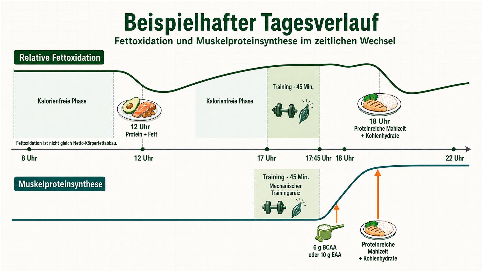 Body recomposition - beispielhafter Tagesverlauf