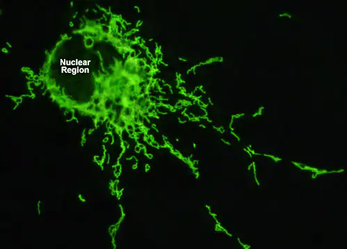 Nukleare Region Mikroskopische Aufnahme einer Zelle mit grünem Fluoreszenzsignal, zeigt den Zellkern und Ausläufer.
