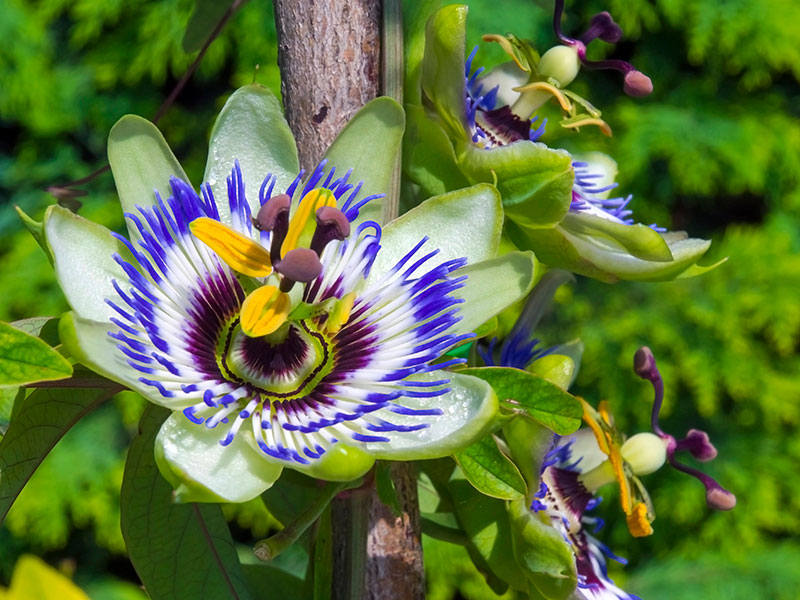 Nahaufnahme einer Passionsblume mit weiß-violetten Blütenblättern und gelben Staubgefäßen vor grünem Hintergrund Nahaufnahme einer Passionsblume mit weiß-violetten Blütenblättern und gelben Staubgefäßen vor grünem Hintergrund