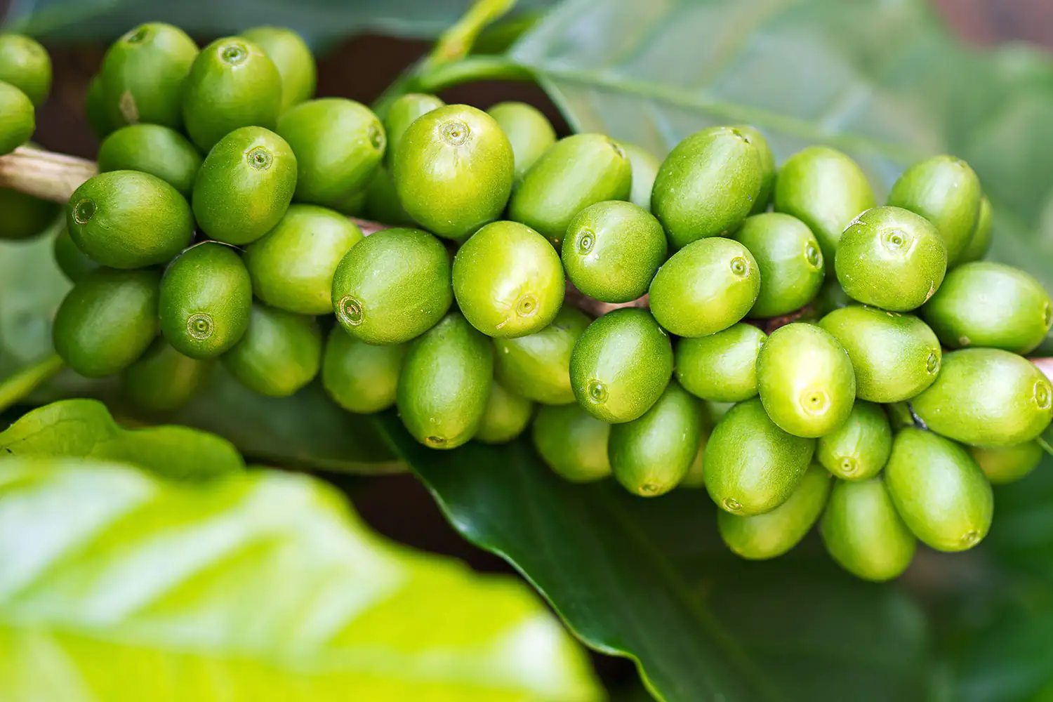 Grüner Kaffe Bohnen