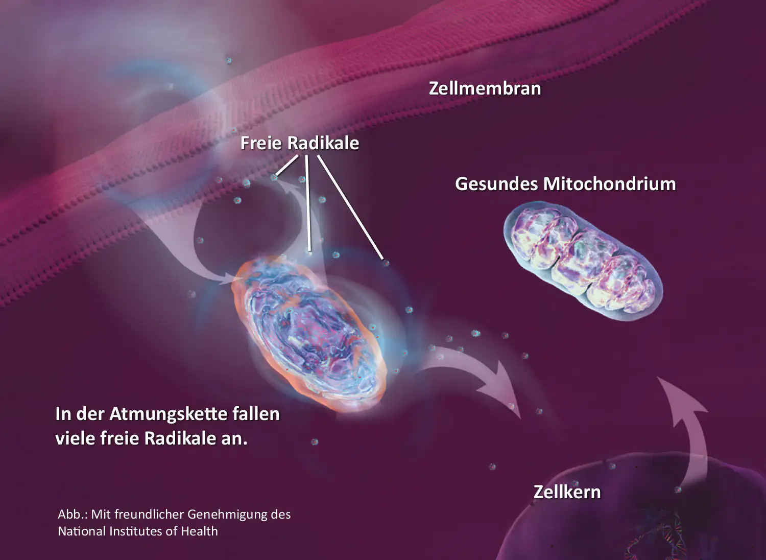 Freie Radikale – Zellinteraktion Illustration der Zellinteraktion mit freien Radikalen, Mitochondrien und Zellkern.
