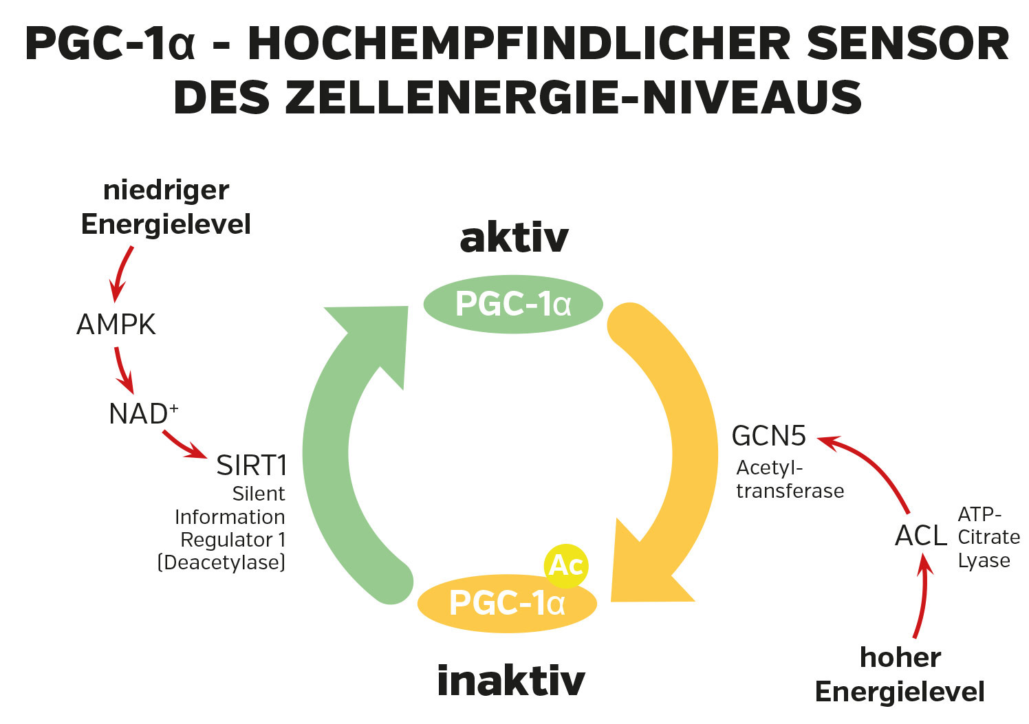 PGC-1α Sensor – Zellenergie-Management Diagramm zeigt PGC-1α als Sensor für Zellenergie-Niveaus mit aktiven und inaktiven Zuständen.