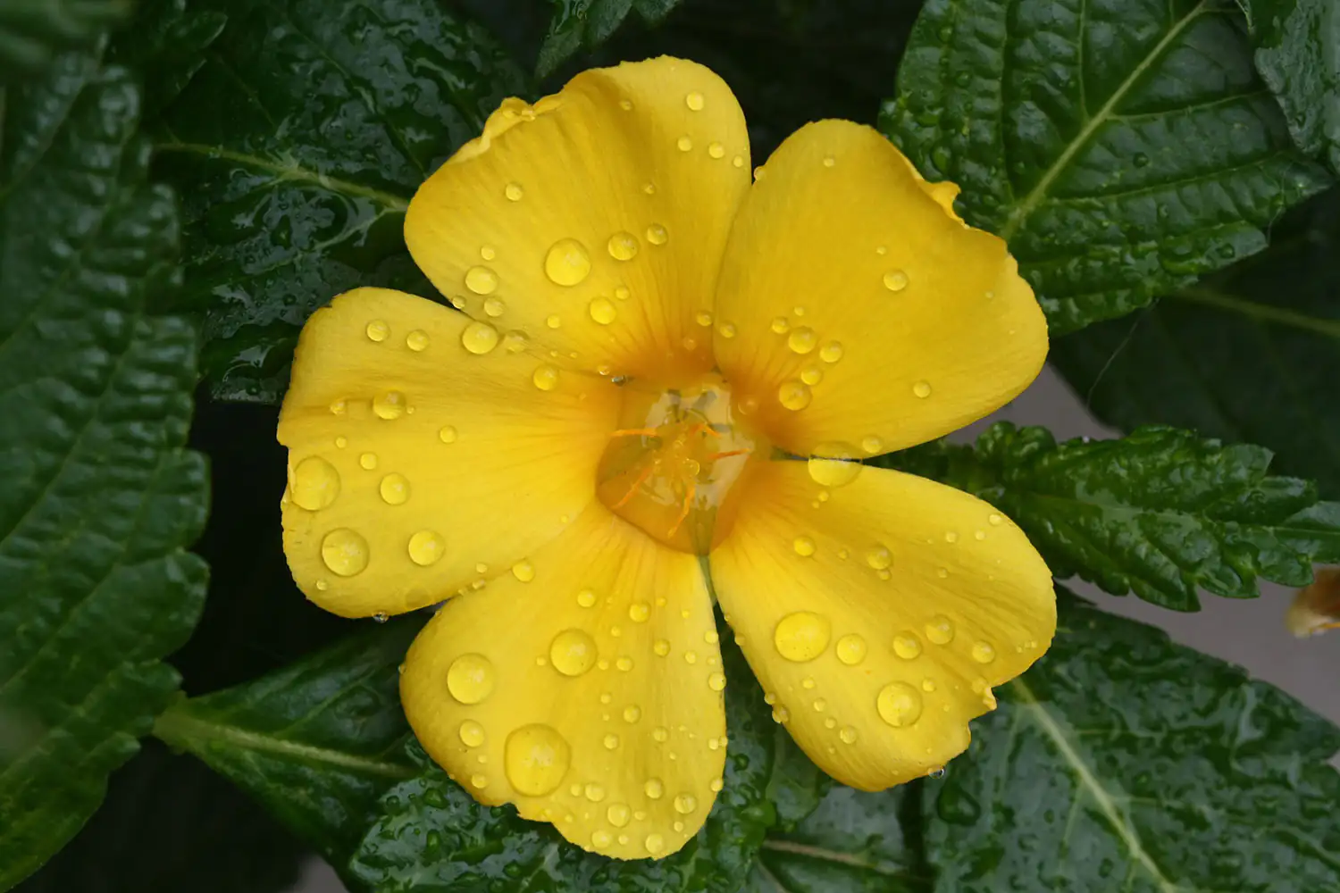 Fleur de damiana