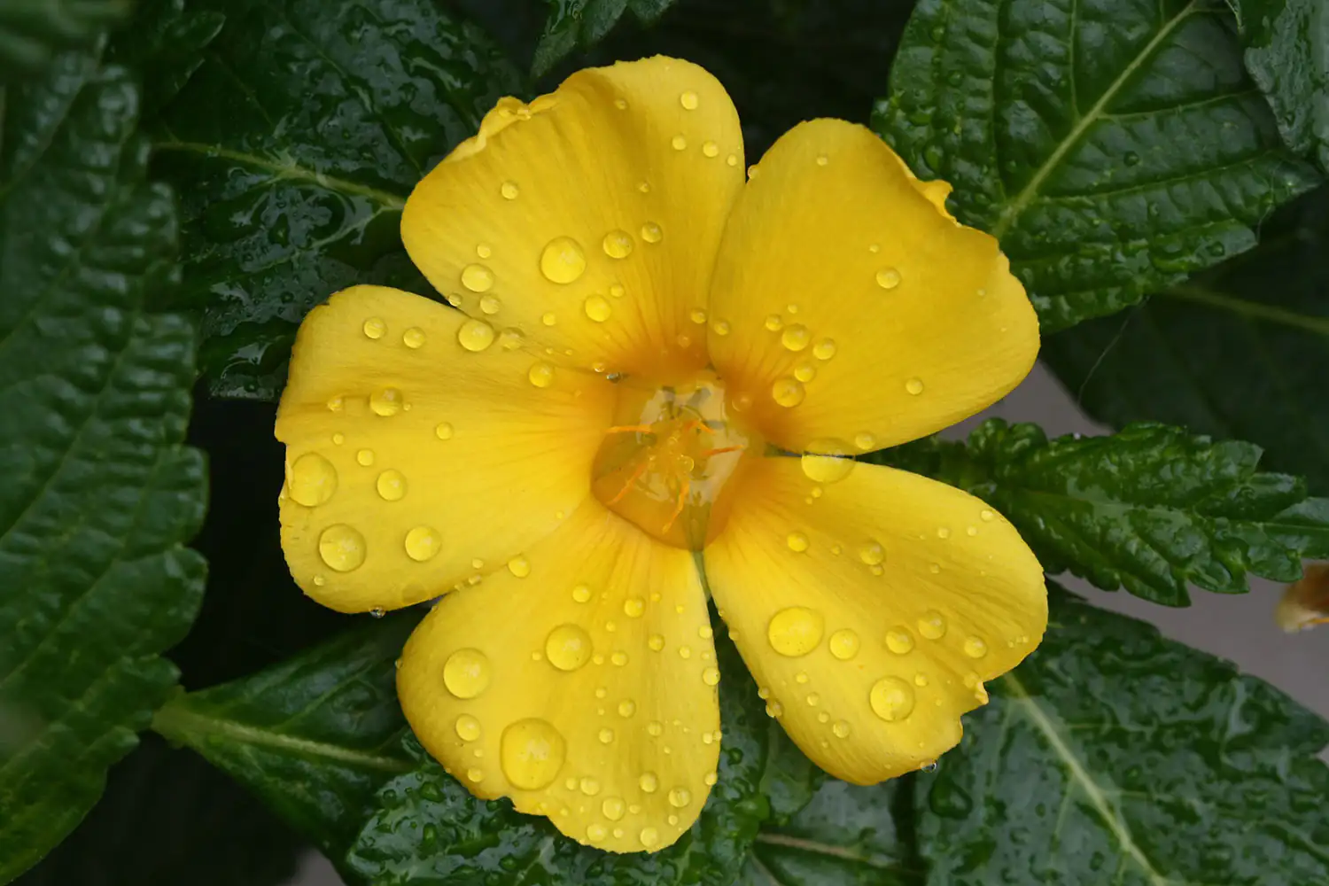 Damiana Blume Nahaufnahme einer gelben Blüte mit Wassertropfen, umgeben von grünen Blättern.