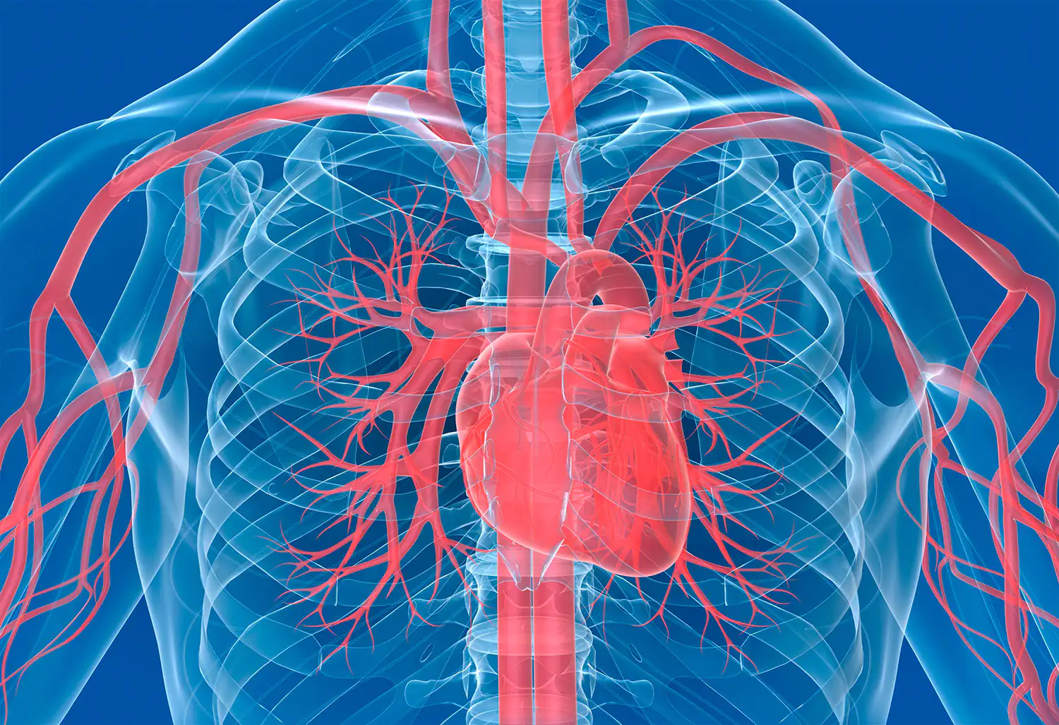 coeur et vaisseaux sanguins