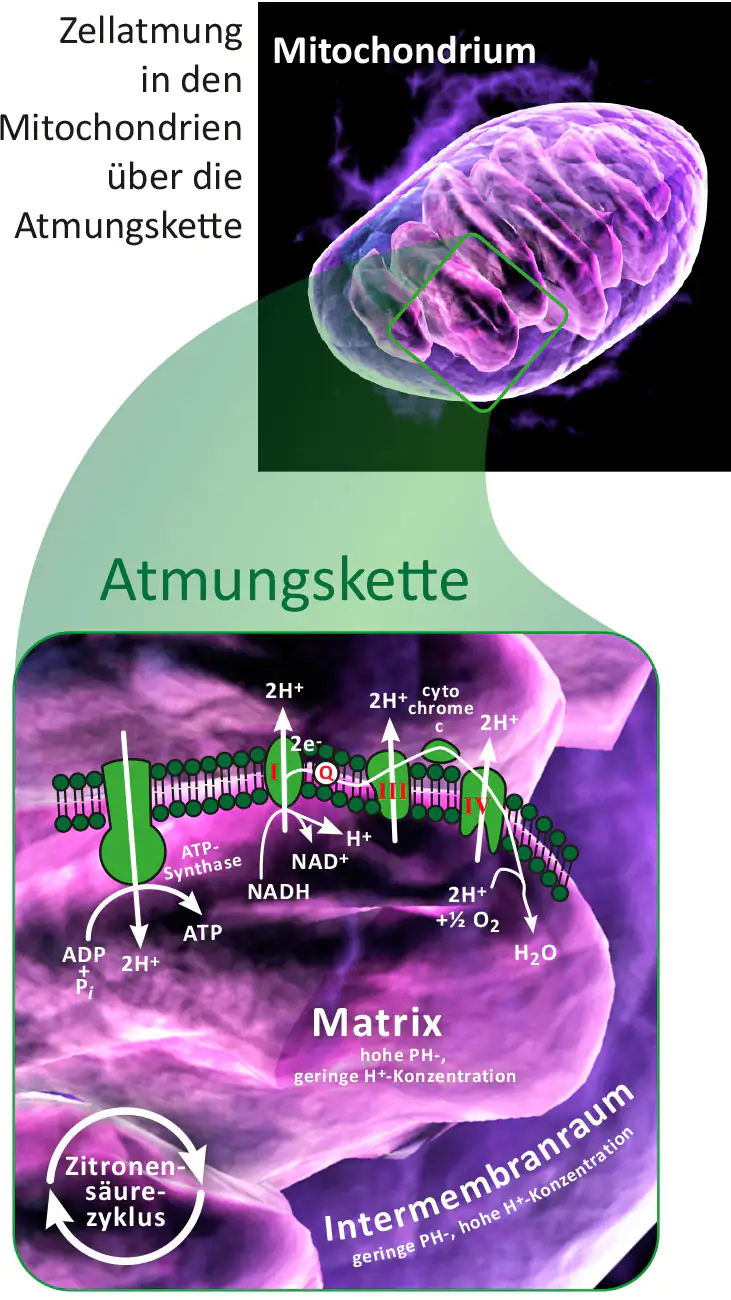 Mitochondrium – Zellatmung über Atmungskette Grafik eines Mitochondriums mit Atmungskette und biochemischen Prozessen, detailreiche Darstellung, farbig