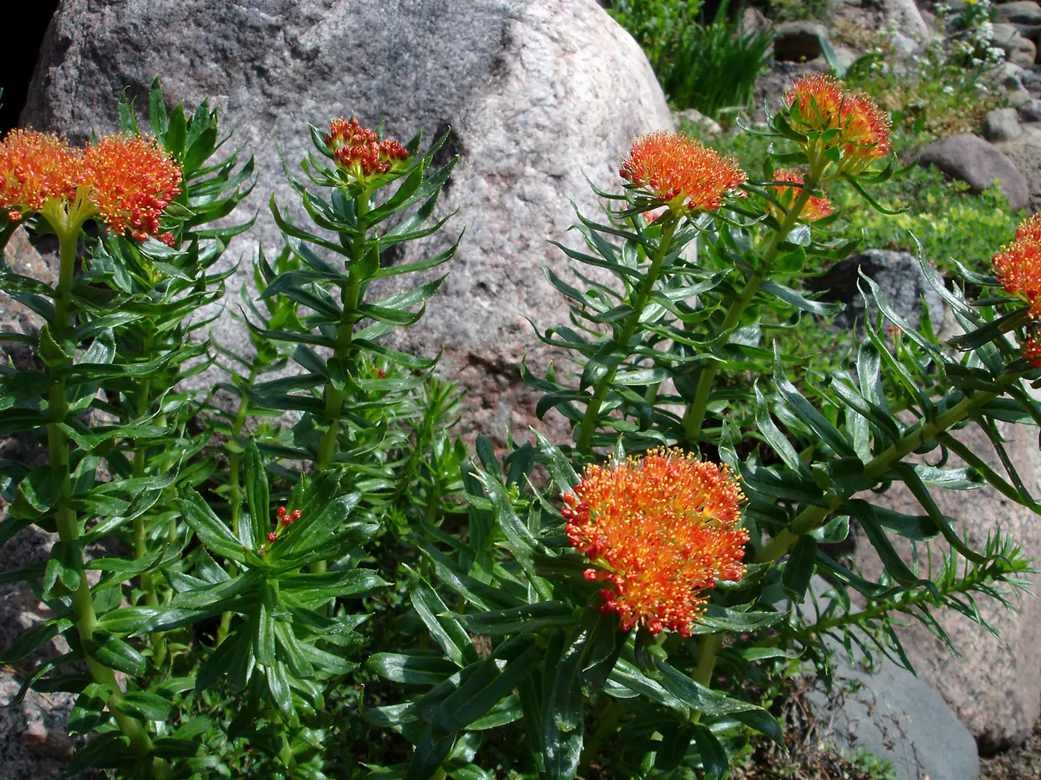 Rhodiola rosea - Rosenwurz-Pflanze Rhodiola Rosea Pflanze mit orangefarbenen Blüten, auf grünem Blattwerk, vor grauem Felsen.