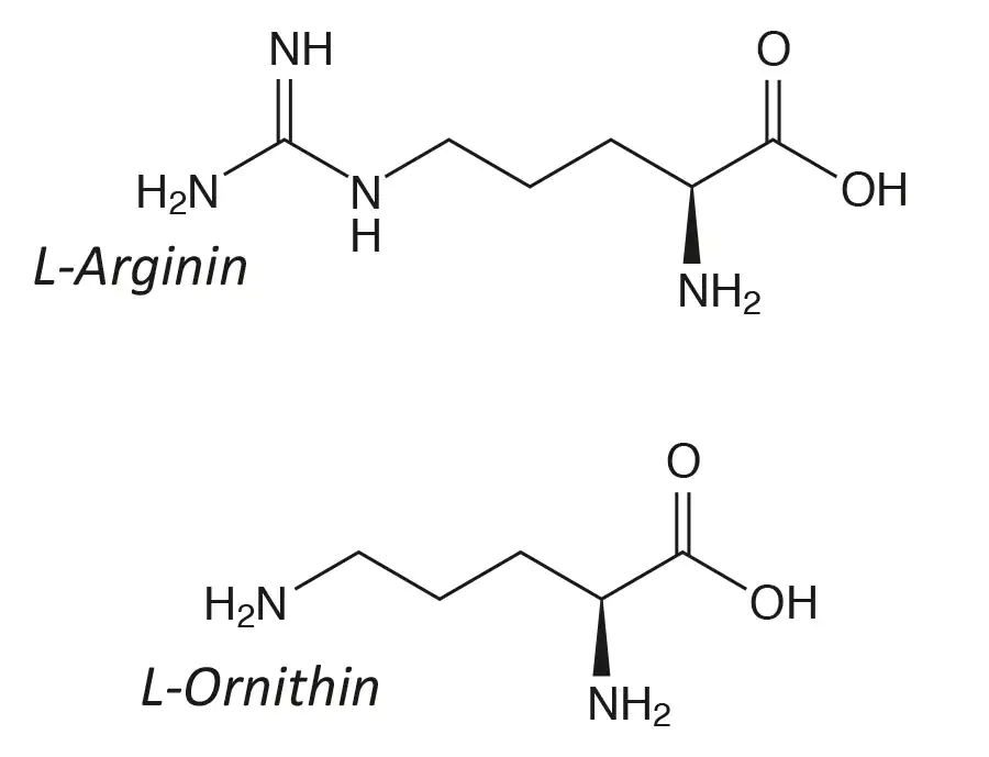 Arginin und Ornithin Strukturformeln Strukturformeln der Aminosäuren L-Arginin und L-Ornithin, chemische Zusammensetzung, schwarz-weiße Darstellung.