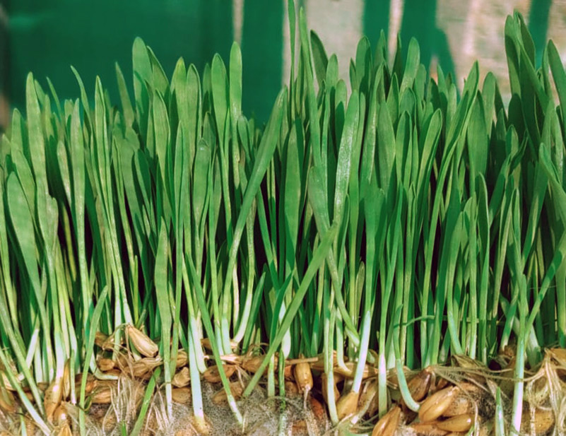 Weizengraspulver – 250 g Weizengras in einer klaren Perspektive, grüne grüne Halme mit braunen Wurzeln, frisch und lebendig.