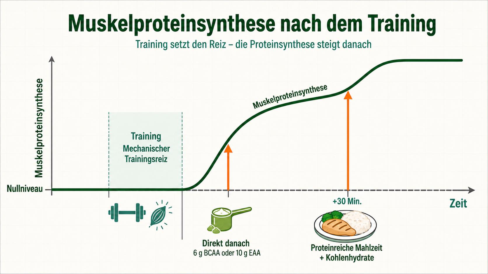 Body recomposition - Muskelproteinsyntheses nach dem Training