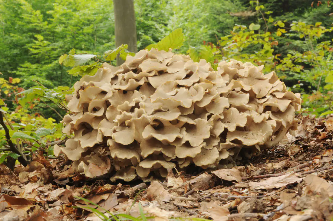 Polyporus umbellatus Pilz Pflanzenbasierter Pilz, beige, in stickiger Umgebung, auf erdigem Boden, gut sichtbar.