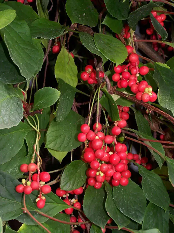 Schisandra sinensis Beeren Nahaufnahme von roten Beeren an einem grünen Strauch, große Menge, saftige Farbe.