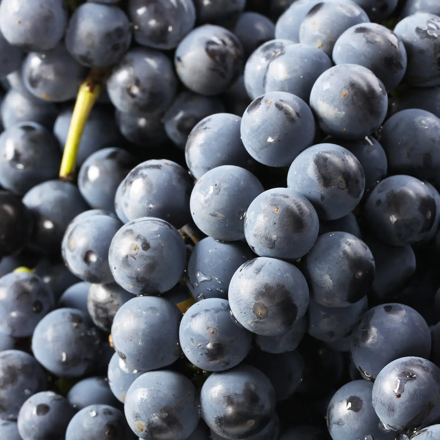 rote Weintrauben rote Weintrauben