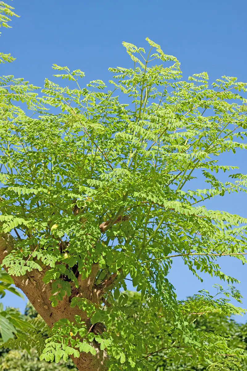 Moringa-Baum - Wunderbaum Moringabaum mit grünen Blättern im Sonnenschein, klarer blauer Himmel.
