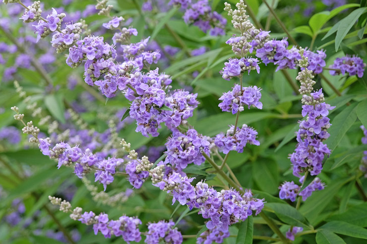 moenchspfeffer-pflanze