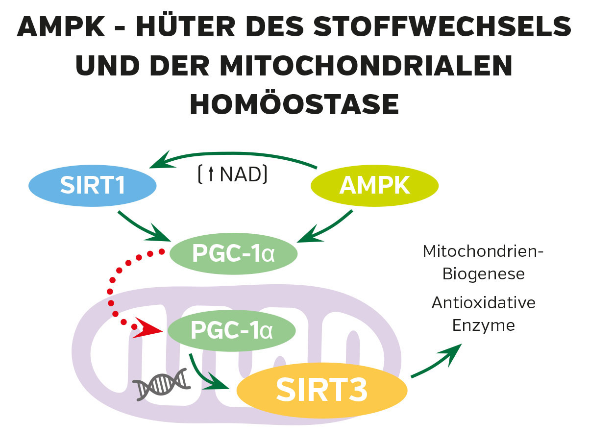 AMPK – Hüter des Stoffwechsels und der Mitochondrien Grafische Darstellung der AMPK-Regulation mit SIRT1, PGC-1α und SIRT3, farbige Pfeile zeigen Wechselwirkungen, Diagramm in bunten Farben.