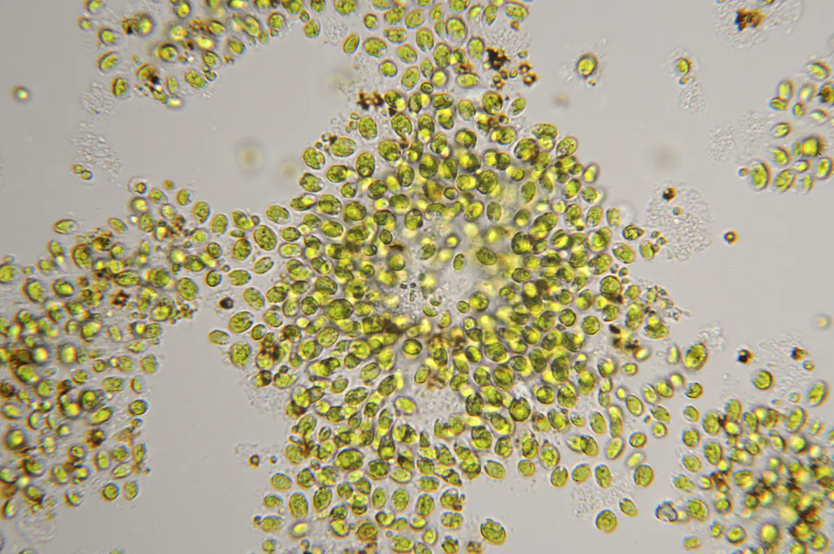 Chlorella vulgaris unter dem Mikroskop