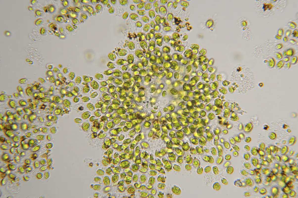 Chlorella vulgaris unter dem Mikroskop Nahaufnahme von mikroskopischen Algenzellen, grün, mehrere Hundert, in verschiedener Orientierung auf hellem Hintergrund.