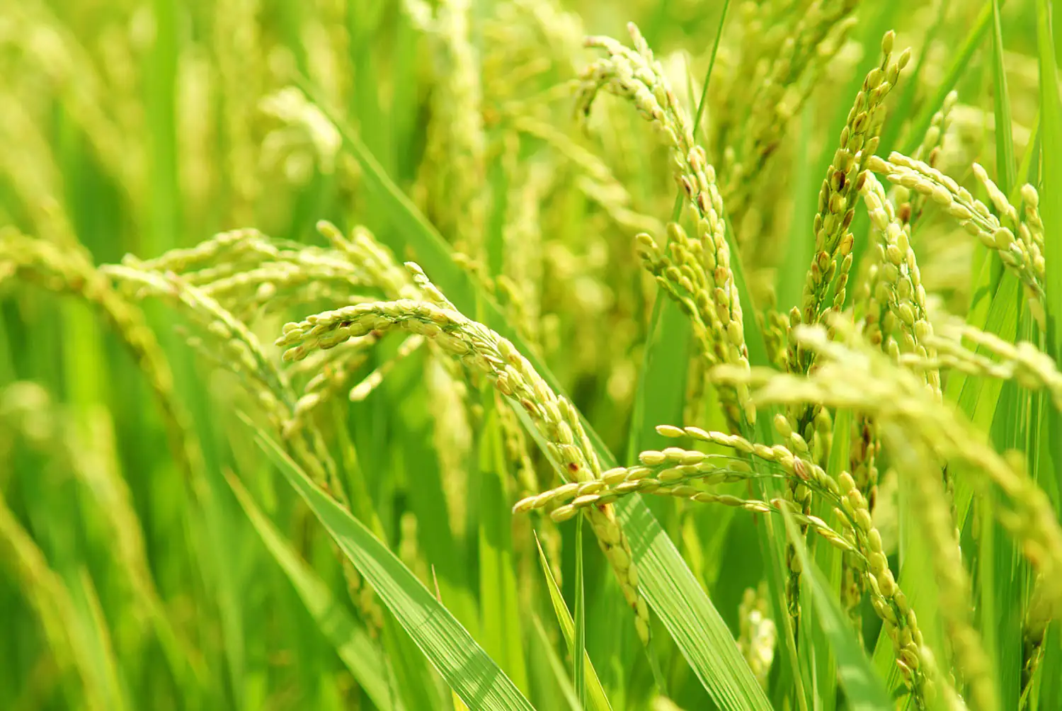 Reispflanze Körner von Reis in der Reifephase, grüne Ähren in einem Feld, lebendige Farben, aufrecht wachsend.