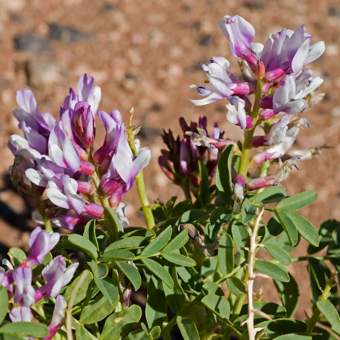 Astragaloside IV Astragalus membranaceus Pflanze Astragalus Pflanze mit lila-weißen Blüten, grünen Blättern, im Gartenboden, nahaufnahme.