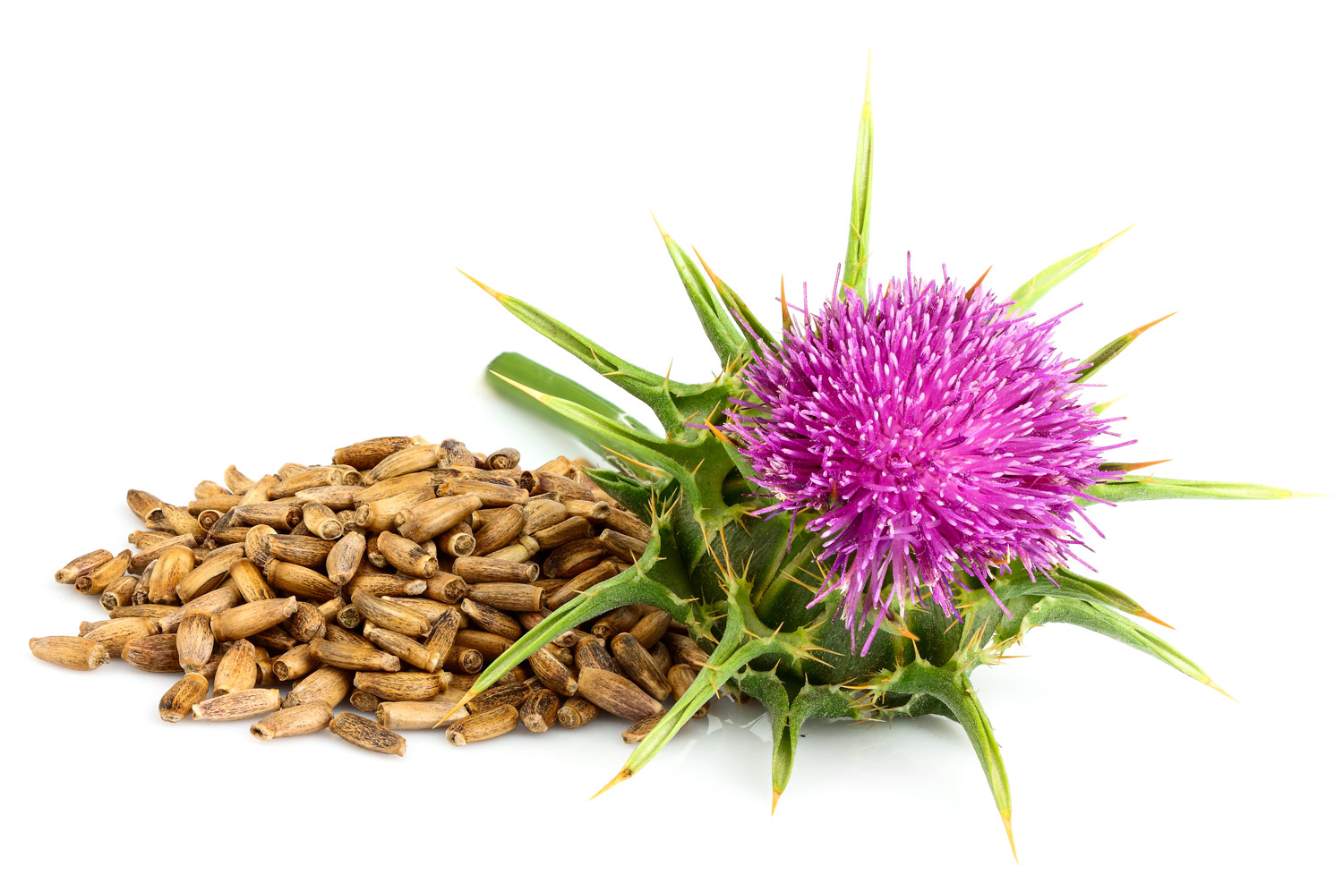 Mariendistel Samen – 500 g Mariendistelblüte neben einer Menge von getrockneten Samen, braun, auf weißem Hintergrund.