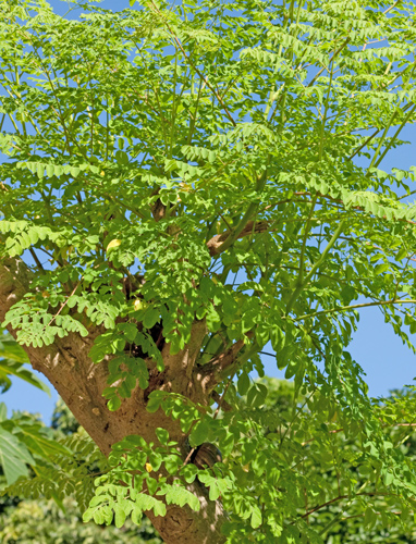 Moringa_blog