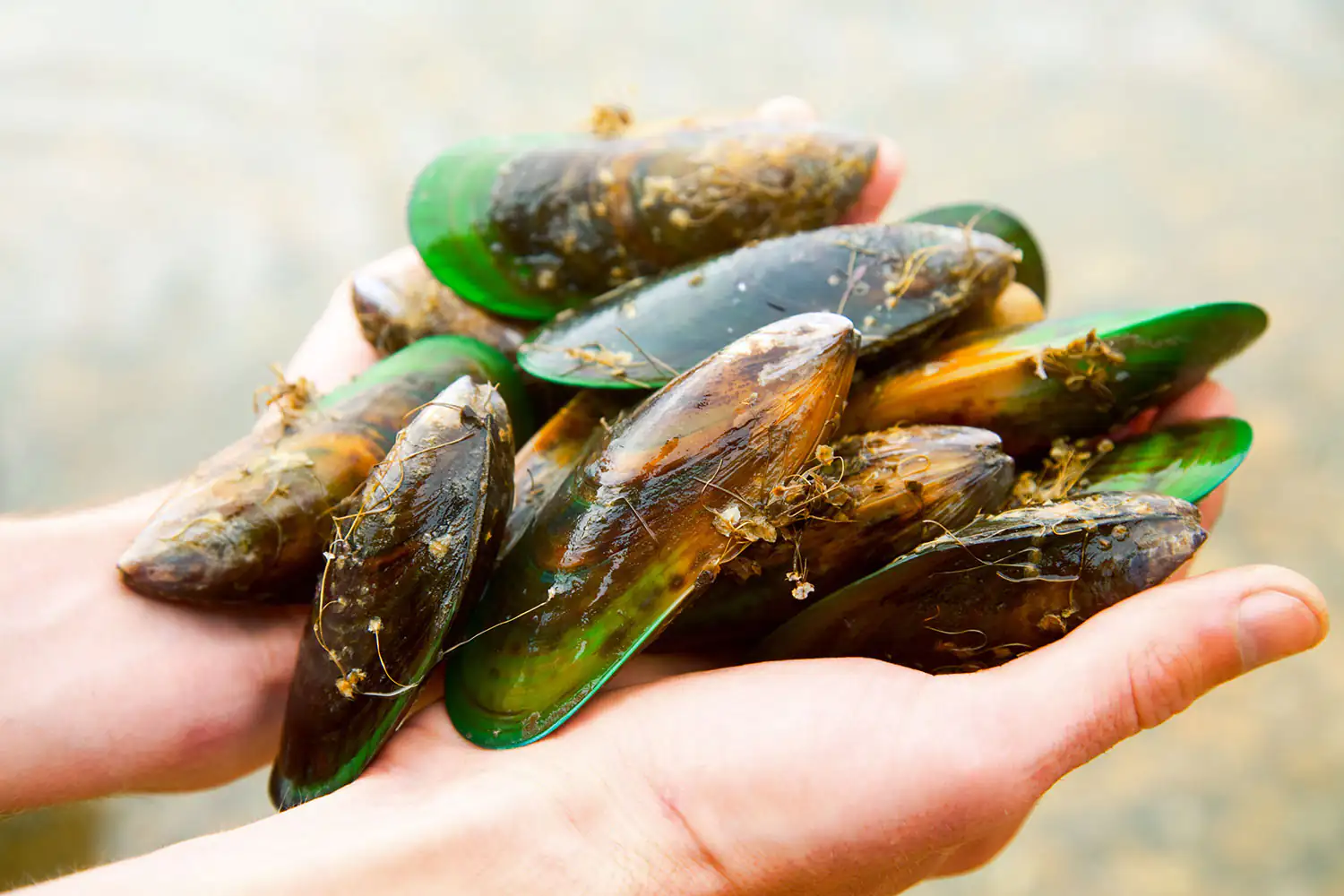 Grünlippmuscheln Hände halten frische Muscheln mit verschiedenen Farbtönen, teilweise mit Algen, im Freien.