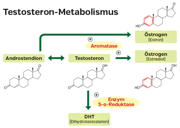 Testosteron-Metabolismus – Diagramm Diagramm zum Testosteron-Metabolismus, zeigt Androstendion, Testosteron, DHT und Östrogene mit Enzymen.