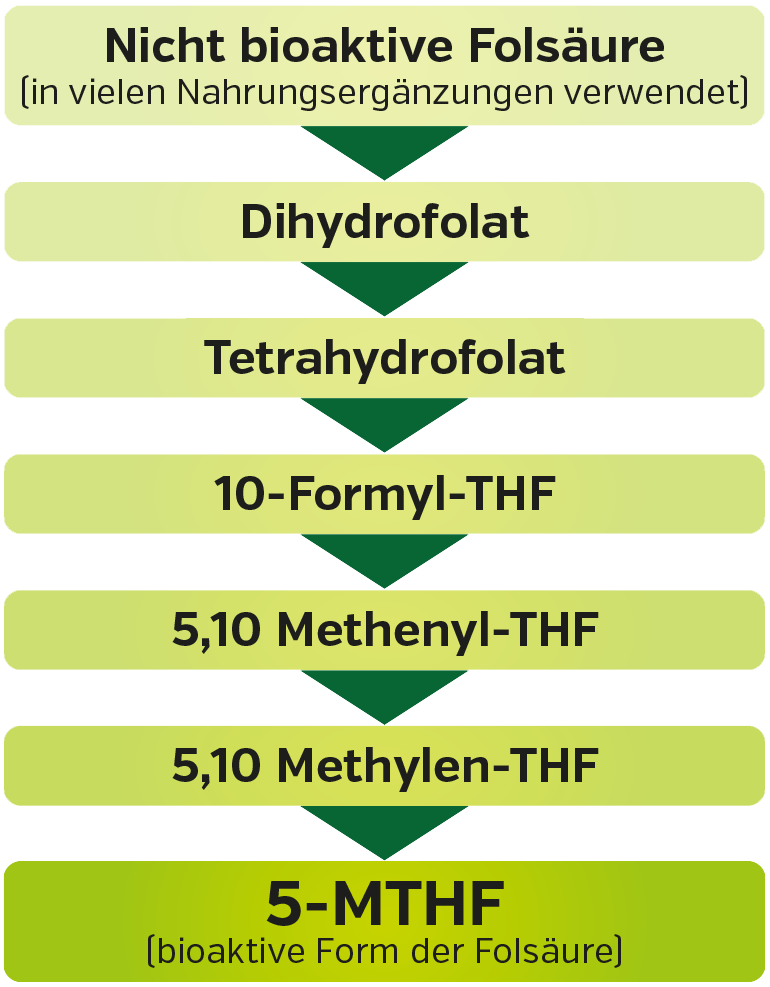 Bioaktive Folsäure, Umwandlung