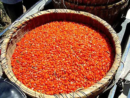 Goji-Beeren Ernte Großer Korb mit getrockneten Goji-Beeren, leuchtend rot, im Freien.
